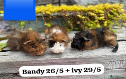 Guinea Pig rodents for sale: Baby guinea pigs available now. Sheffield. - Image 25