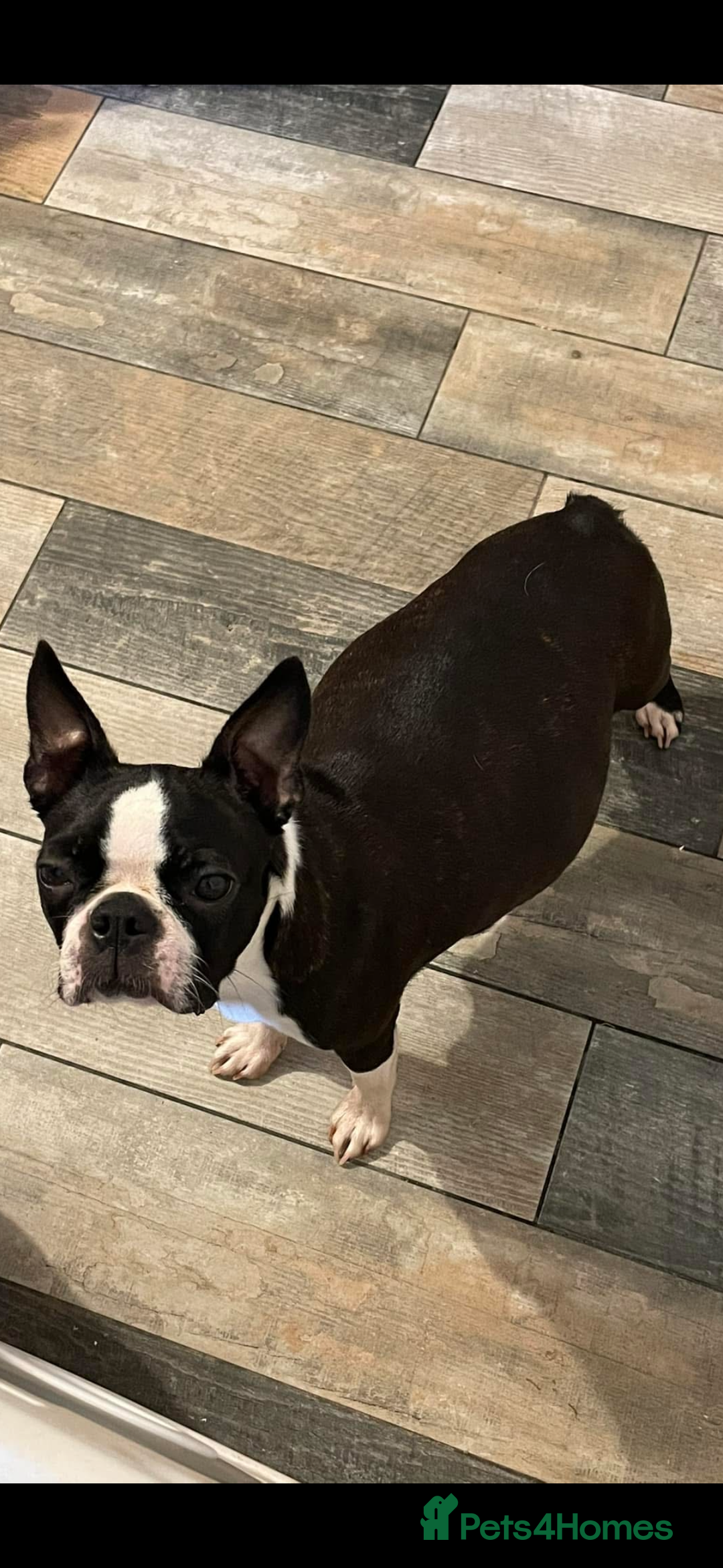 Boston Terrier dogs for sale: Kc reg true to type Boston terrier puppies - Image 10