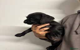 Mixed Breed dogs for sale: Cockapoo-look Puppies  - Image 6