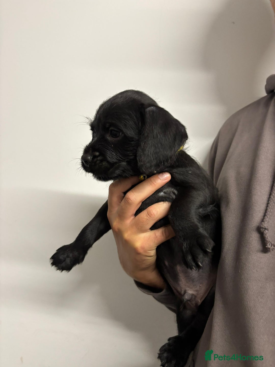 Mixed Breed dogs for sale: Cockapoo-look Puppies  - Image 6