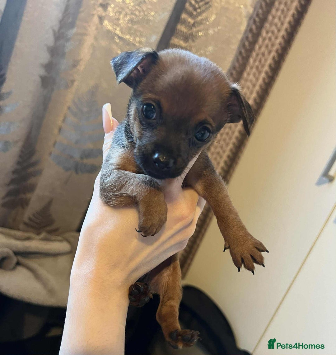 Chihuahua dogs for sale:  Chihuahua Puppies  - Image 3