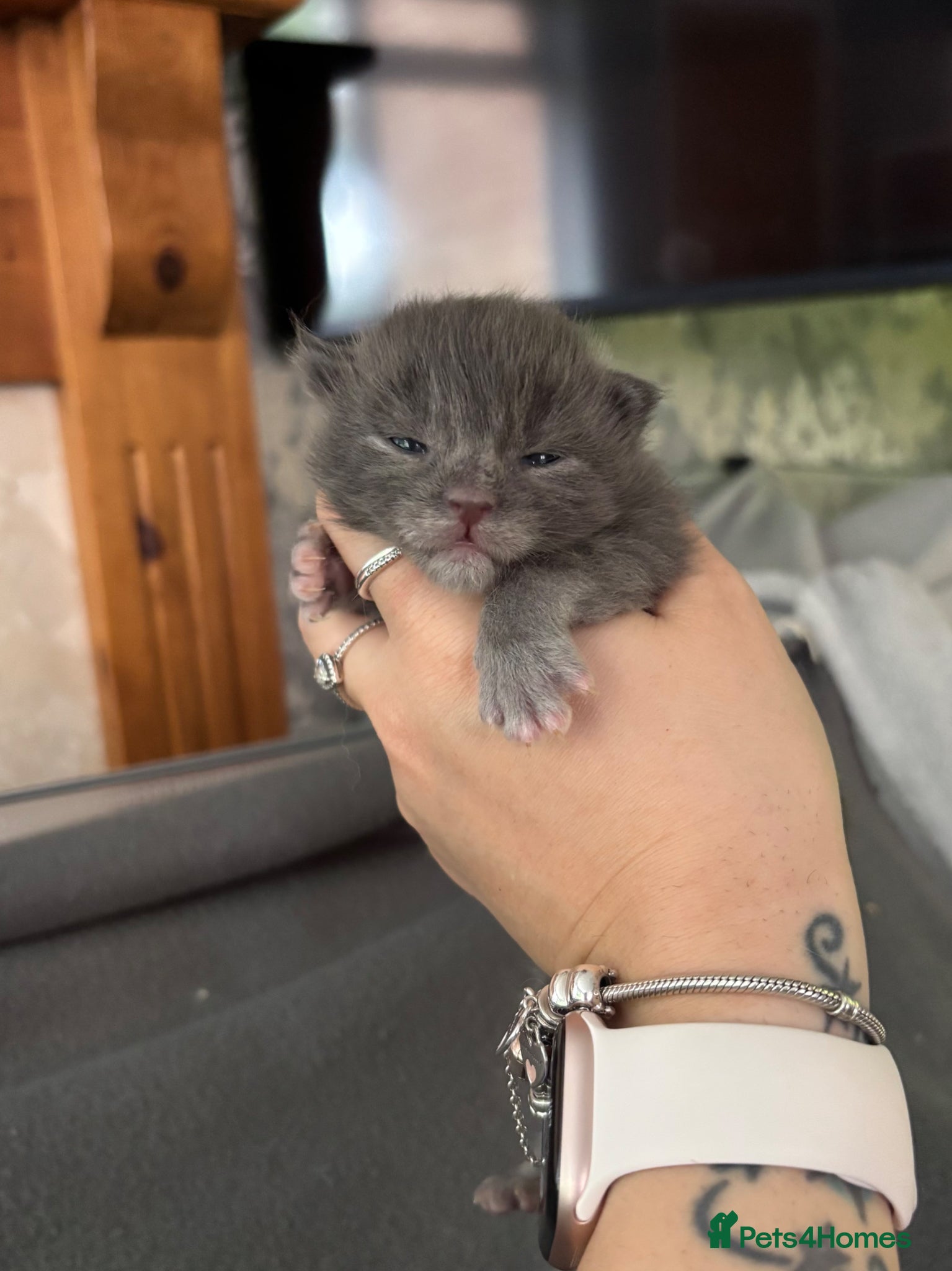 Maine Coon Kitten 1