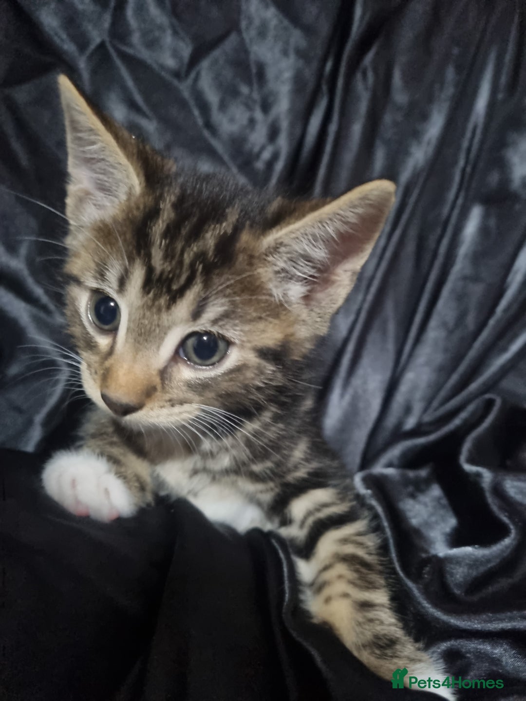 British Shorthair cats for sale: Kittens ready to go to new homes  - Image 14