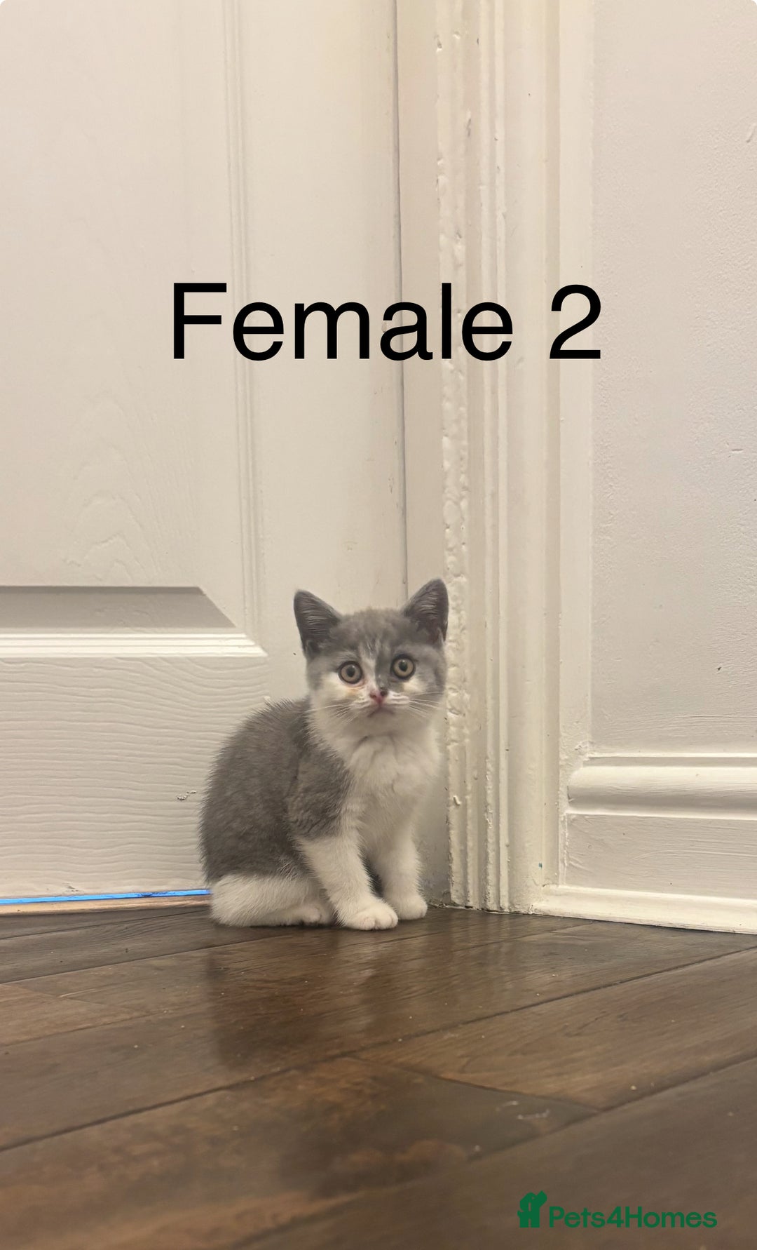 British Shorthair cats for sale: Chunky blue and white Bi Kittens  - Image 11
