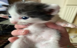 British Shorthair cats for sale: Mabel’s beautiful babies  - Image 10
