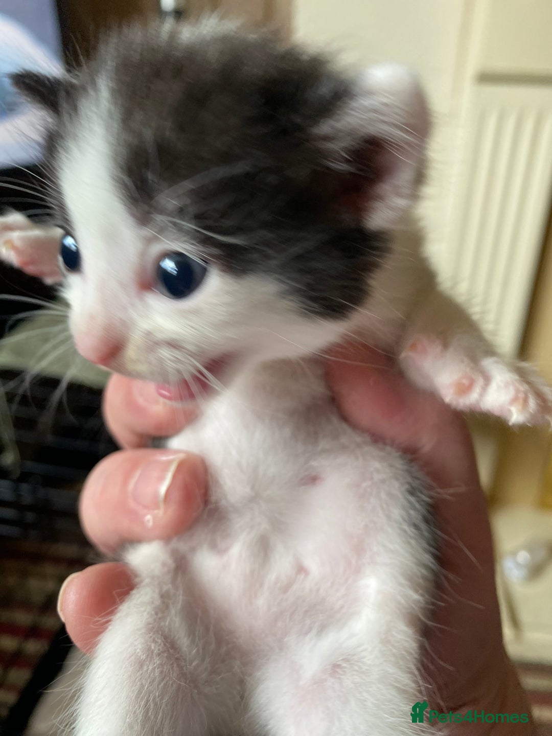 British Shorthair cats for sale: Mabel’s beautiful babies  - Image 10