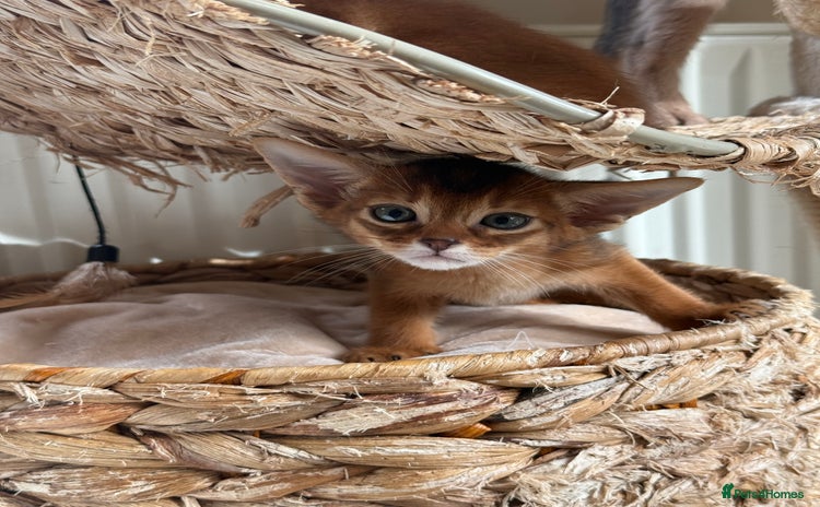 Abyssinian cats - Advert 3