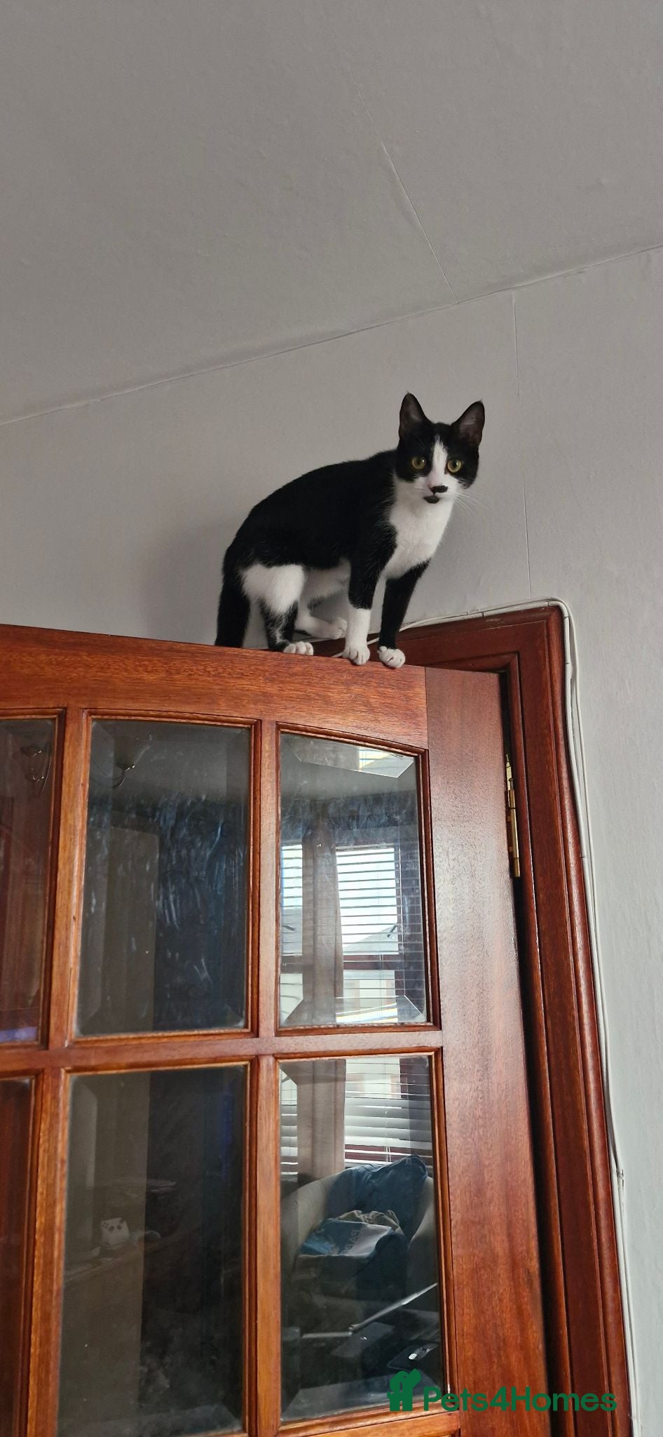 Mixed Breed cats Friendly, adventurous cat for sale - Advert 5