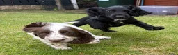 Cocker Spaniel dogs for sale: *Beautiful Litter Of Cockerspaniels* in Carnforth - Advert 3