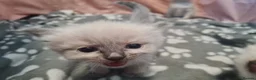 Ragdoll cats for sale: Ragdoll kittens  - Advert 11