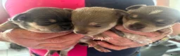 Chihuahua dogs for sale: CHIHUAHUA BEAUTIFUL PUPS READY 20TH JUNE - Advert 7