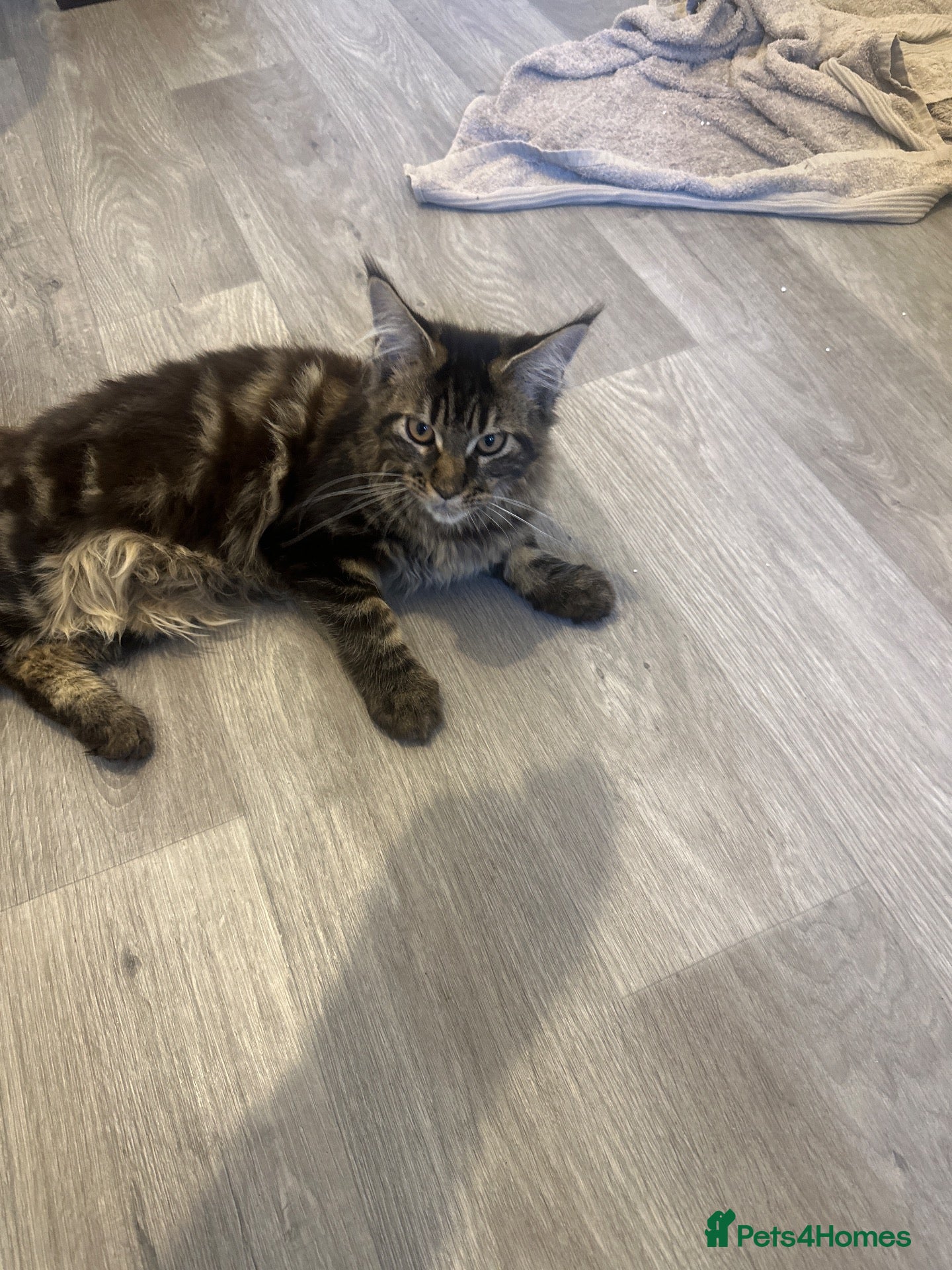 Maine Coon cats Stunning main coons tica registered  - Advert 6