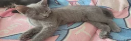 Mixed Breed cats for sale: 3 lovely kittens looking for forever home  in Wishaw - Advert 3