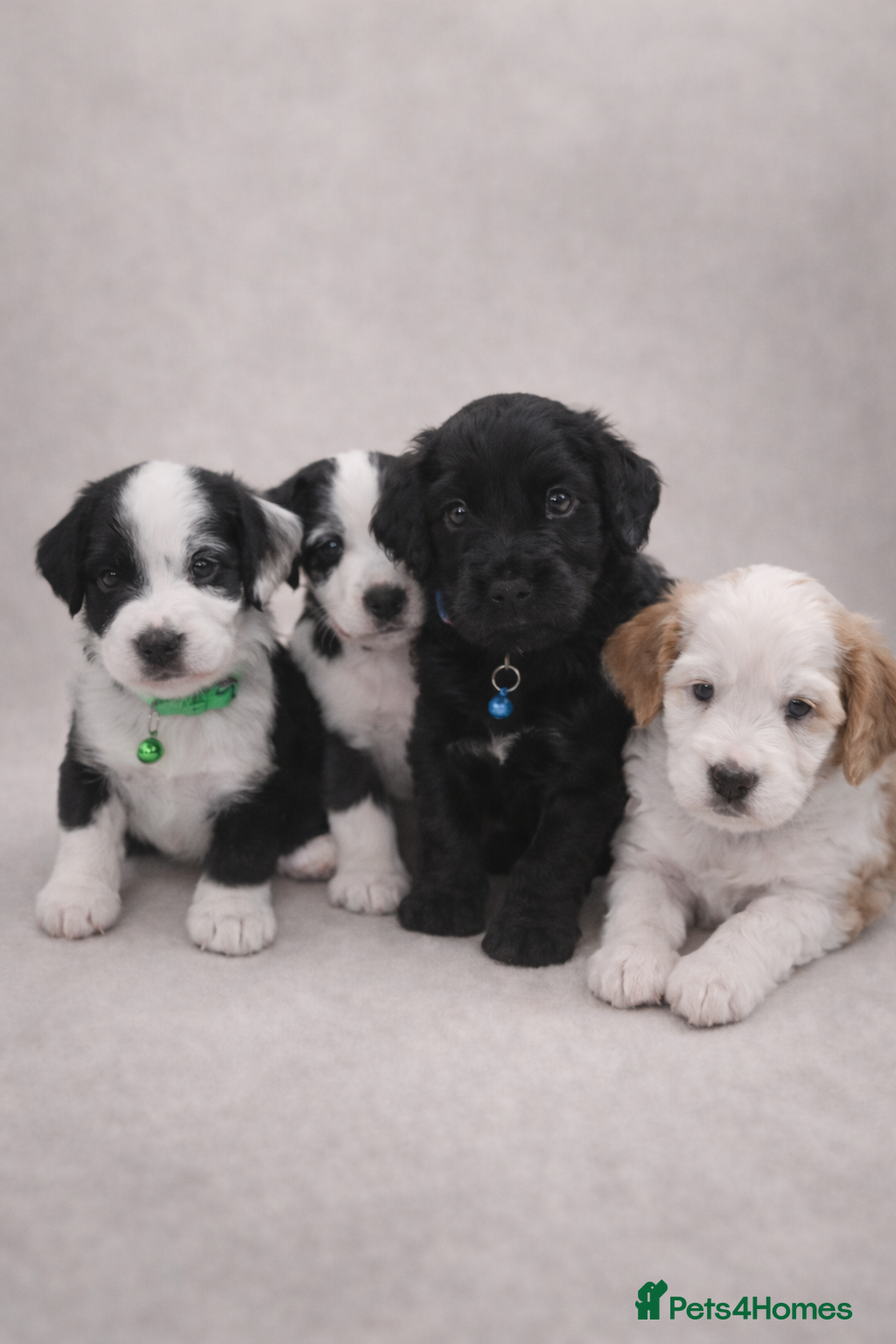 Mixed Breed dogs 🐾 Cocker Spaniel × Jack Russell Family Puppies - Advert 2