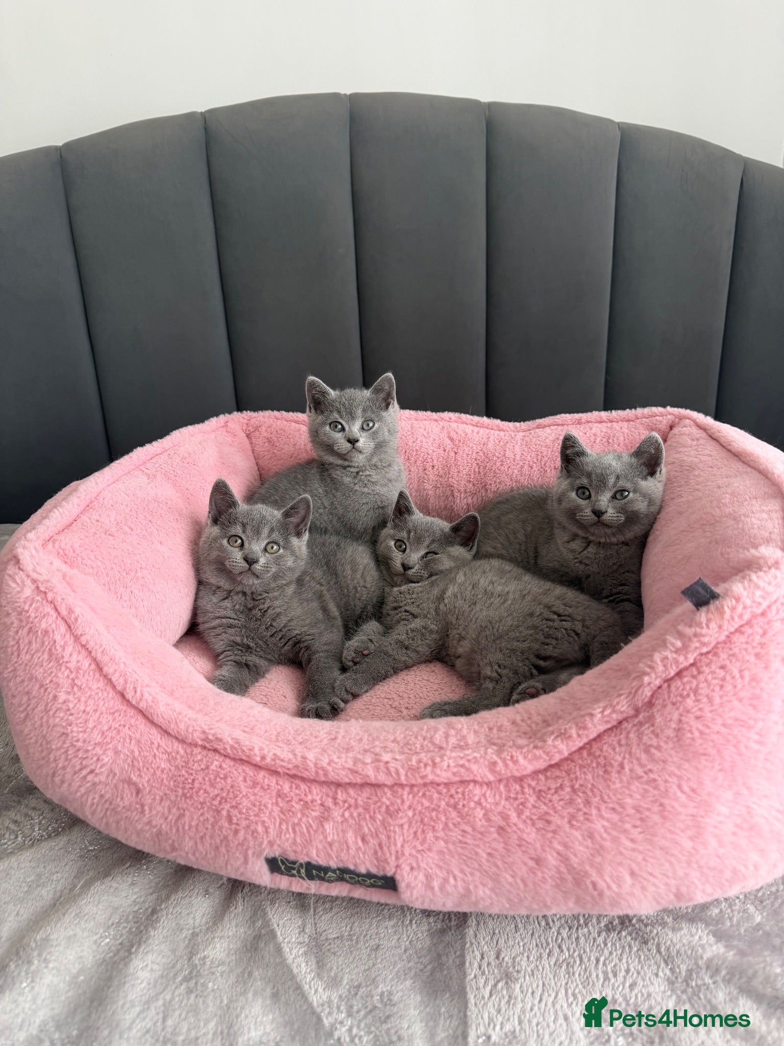 British Shorthair cats British shorthair kittens - Advert 1