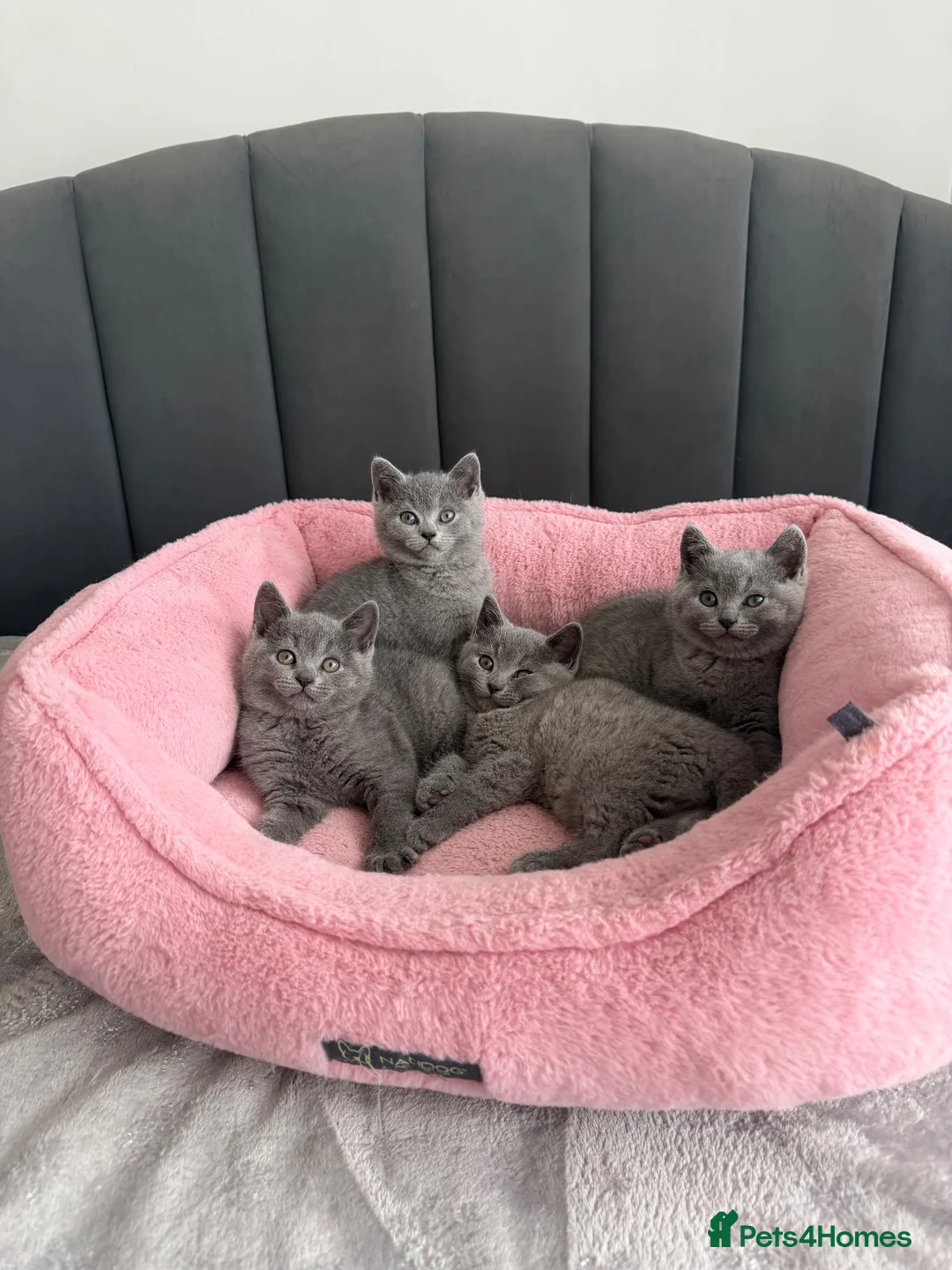 British Shorthair cats for sale: British shorthair kittens - Advert 1