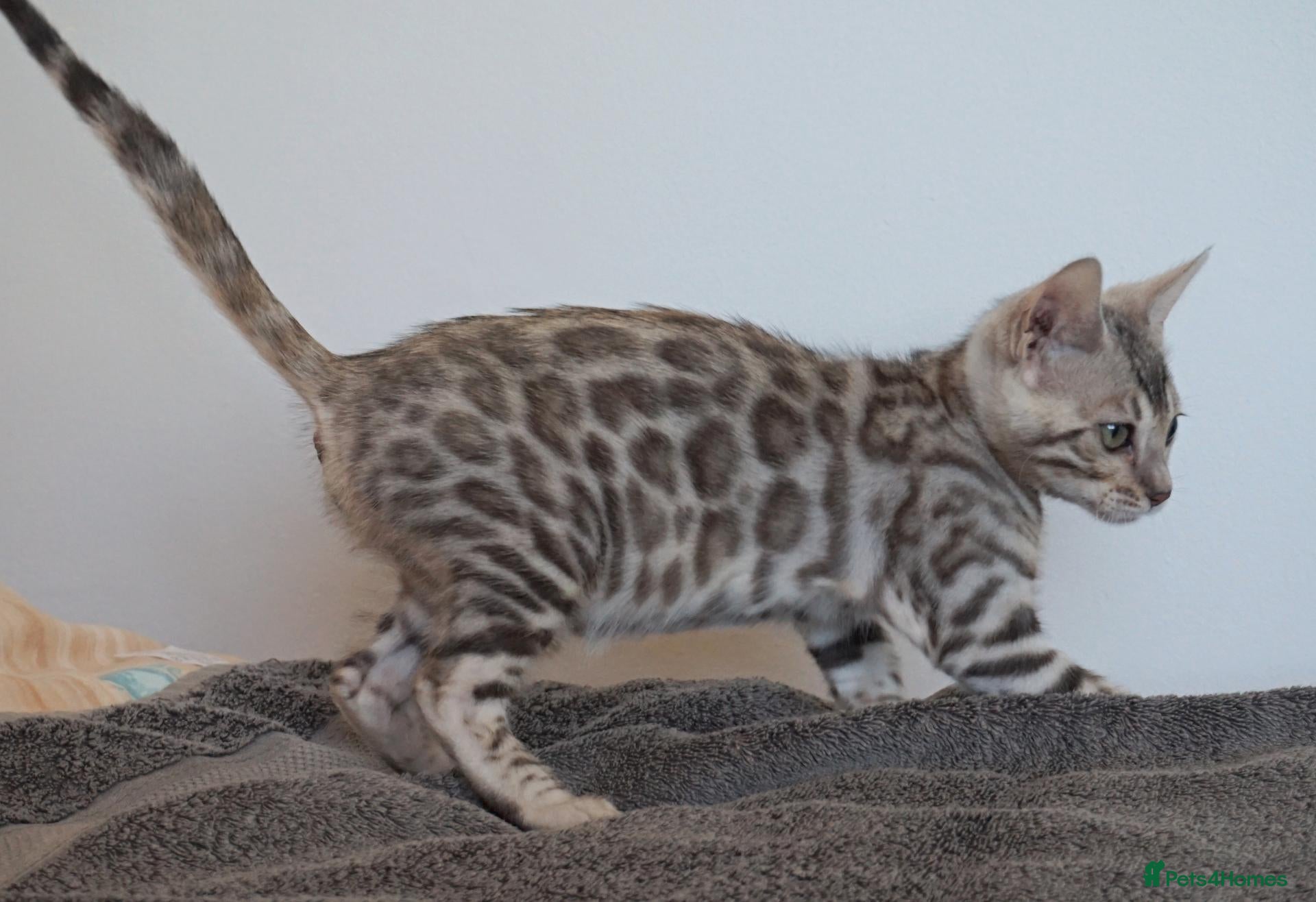 Bengal cats Ready Now Superb Bengal Girl Kitten - Advert 14
