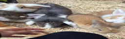 Mixed Breed rabbits for sale: Various rabbits for sale  - Advert 7