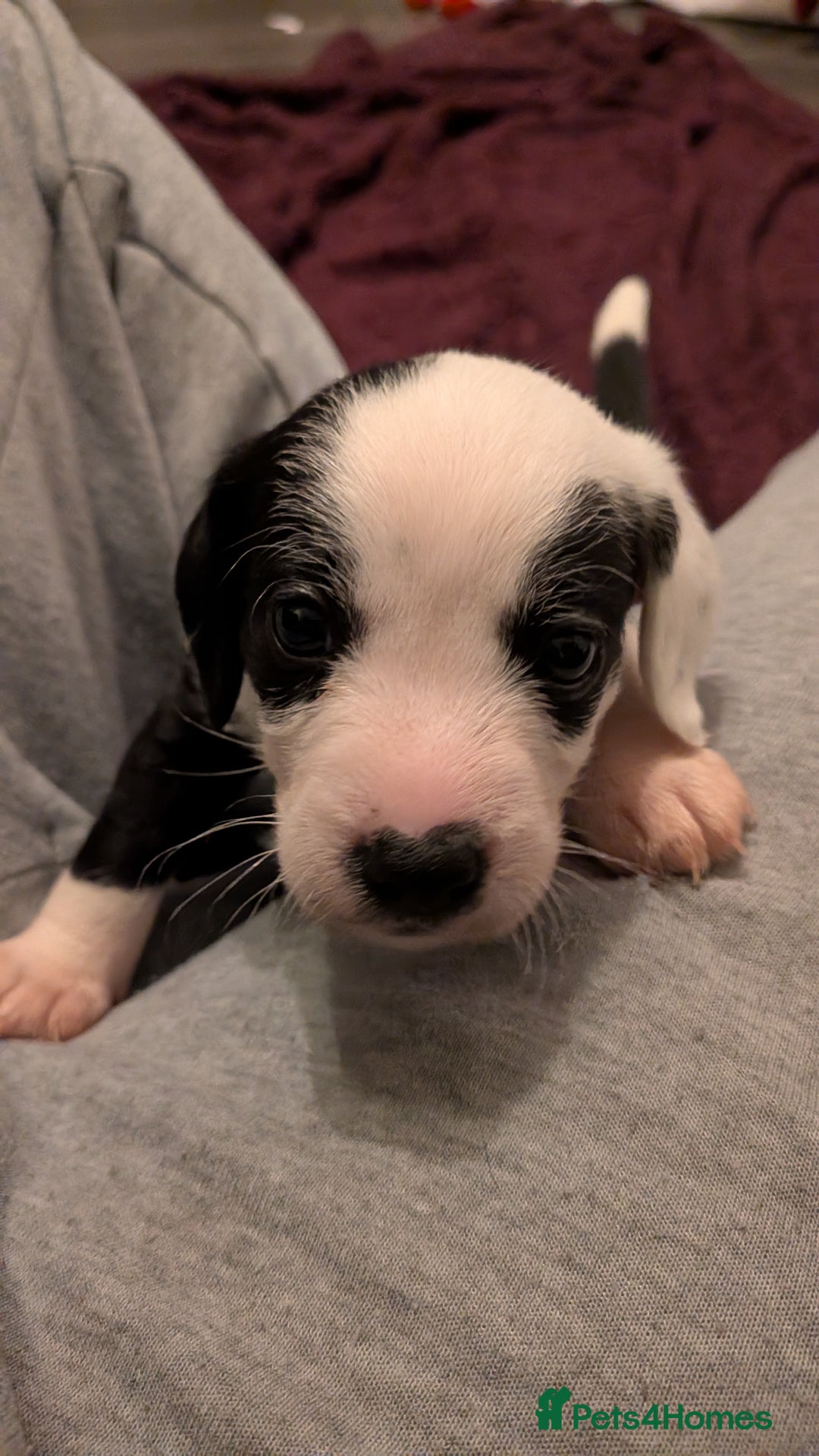 Mixed Breed dogs for sale: Puppies: Cocker Spaniel/Jack Russell  - Advert 12