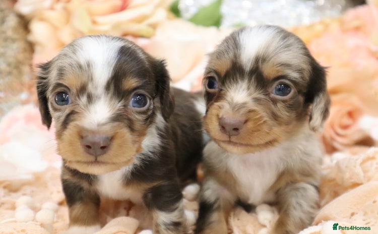 Miniature Dachshund dogs KC Miniature Dachshund Puppies- LONGHAIR - Advert 16