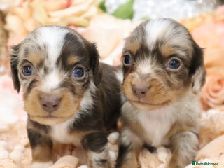 Miniature Dachshund dogs KC Miniature Dachshund Puppies- LONGHAIR - Advert 13