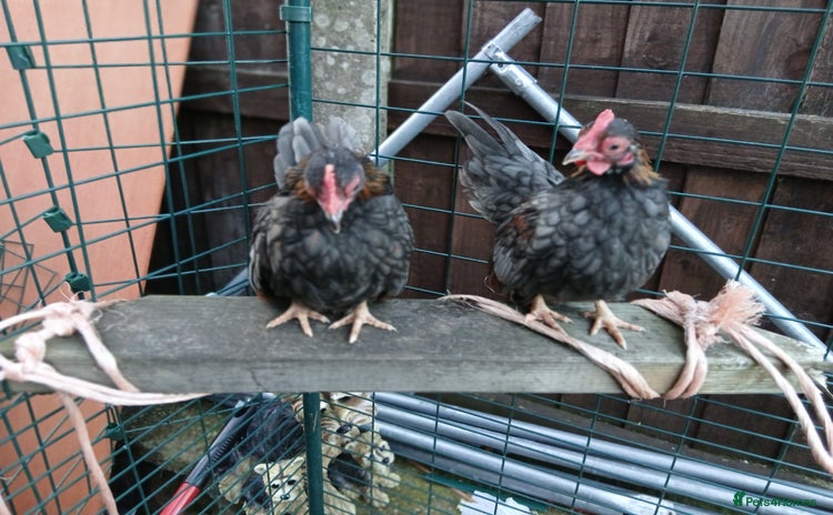Chickens poultry - Advert 5