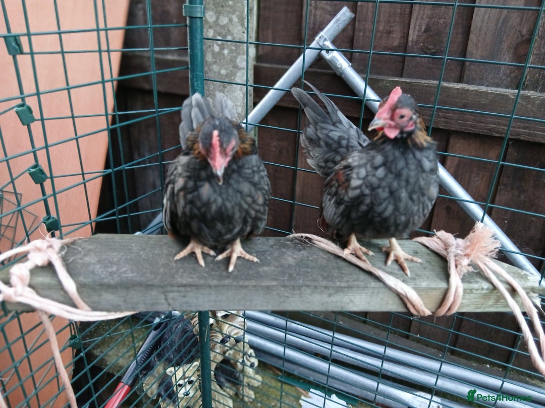 Chickens poultry for sale: 2 handsome serama Cockerells - Image 1