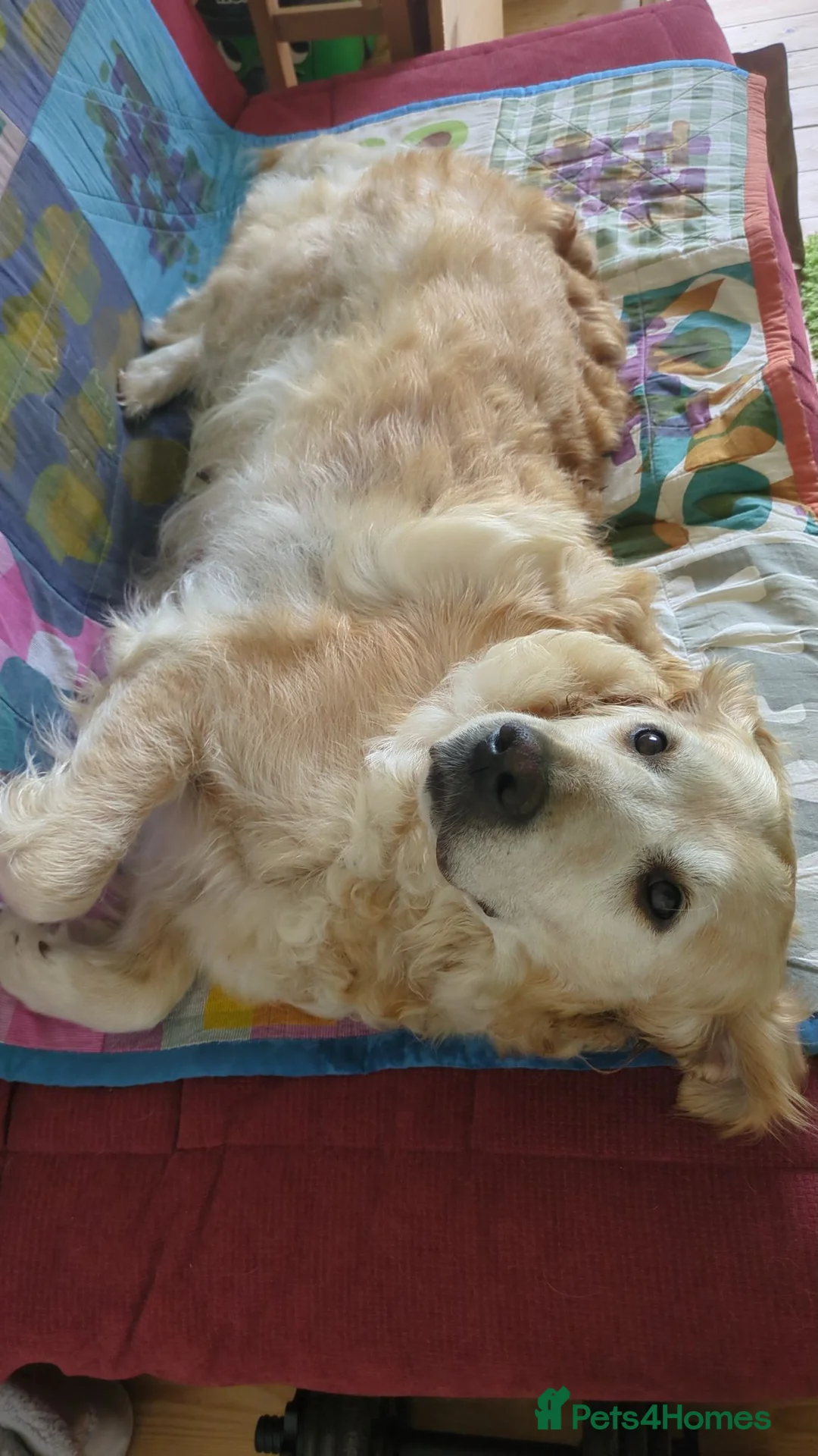 Golden Retriever dogs for sale: 8 Year old Golden Retriever  in Worthing - Advert 4