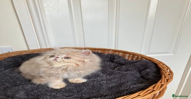 Persian cats - Advert 12