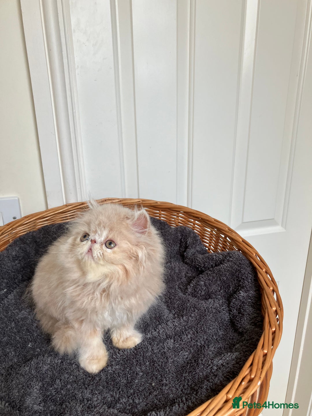 Persian cats for sale: Noushafarin Gccf reg hobby breeder  - Image 2