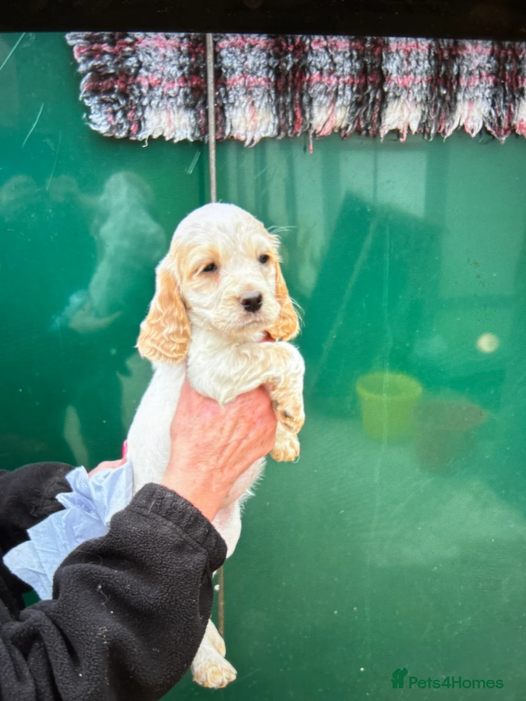 Cocker Spaniel dogs for sale: Cocker Spaniel Pups for Sale  - Advert 2