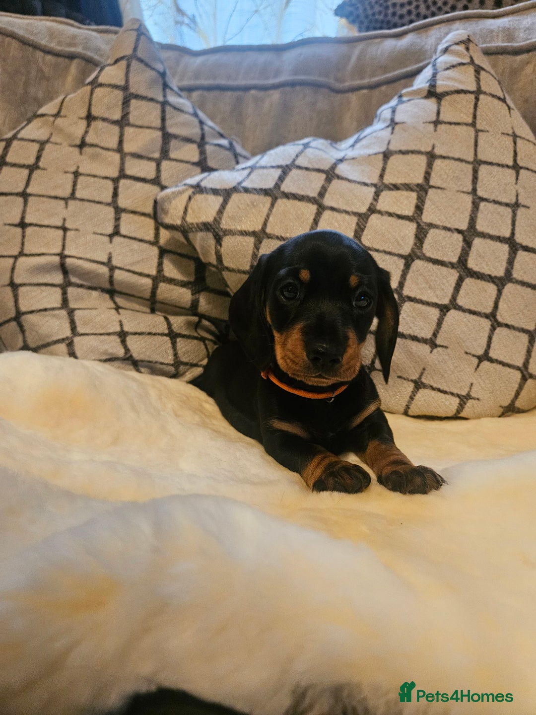 Miniature Dachshund dogs for sale: Exceptional pedigree miniature Dachshunds  - Image 9
