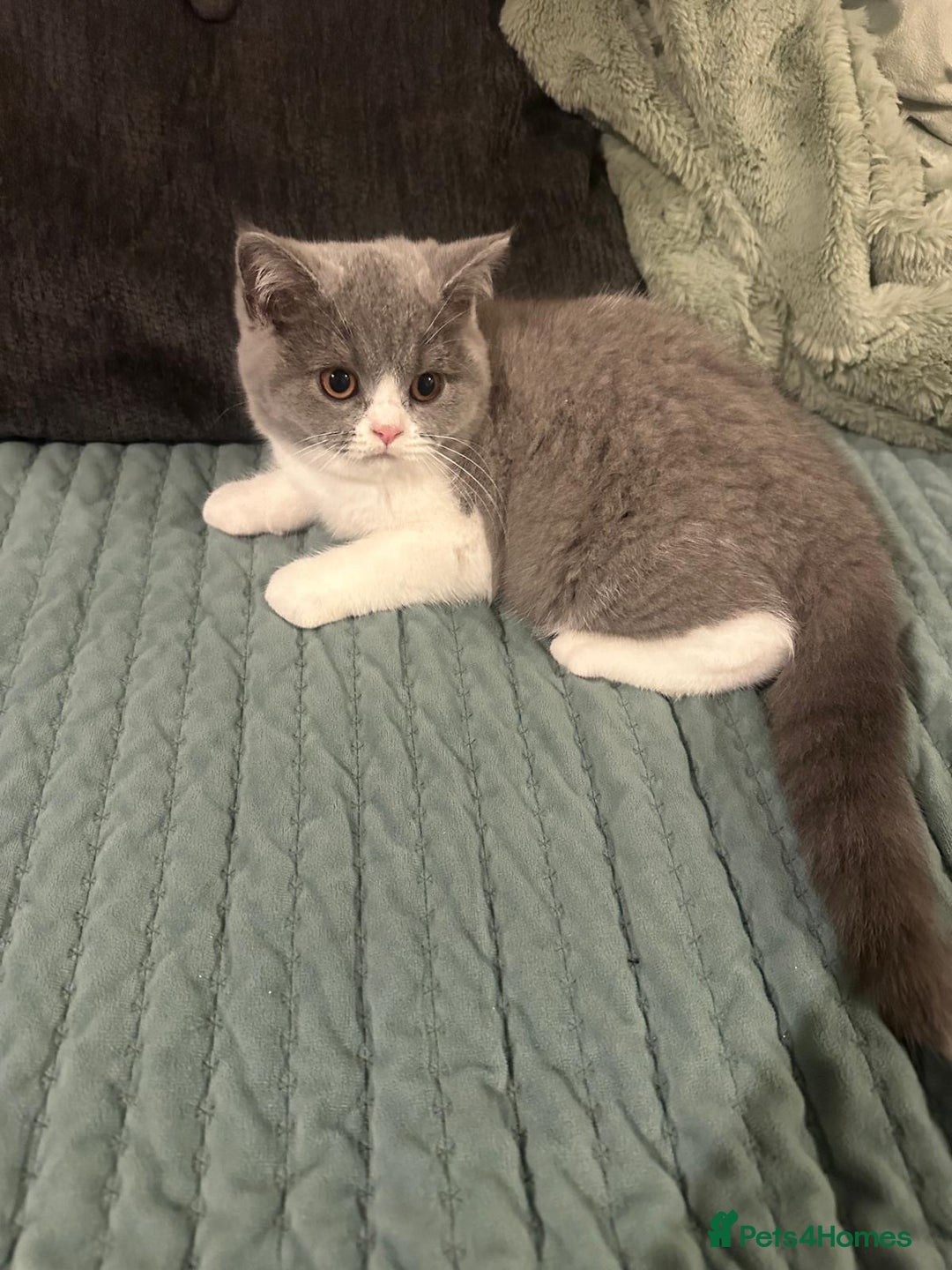 British Shorthair cats for sale: Adorable baby cats - Advert 6