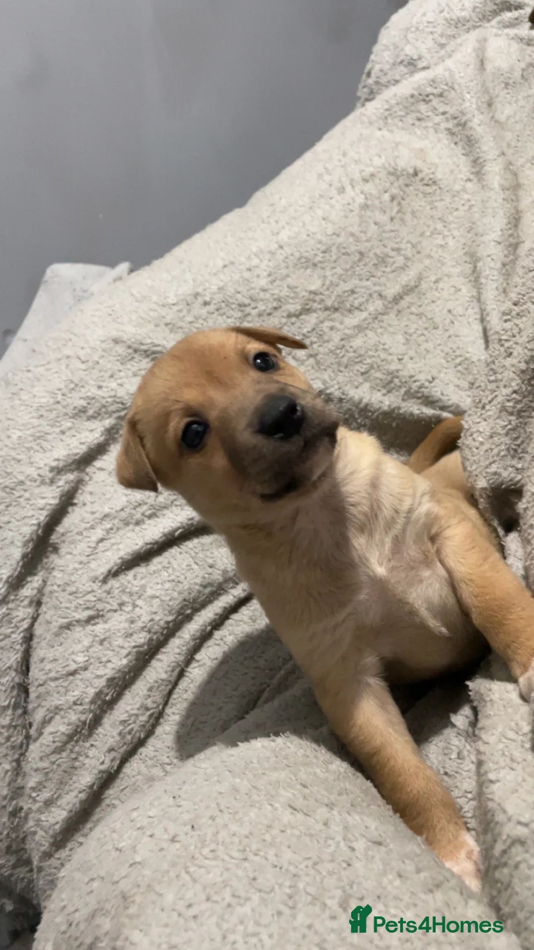 Mixed Breed dogs for sale: Rottweiler x husky puppies  - Advert 7