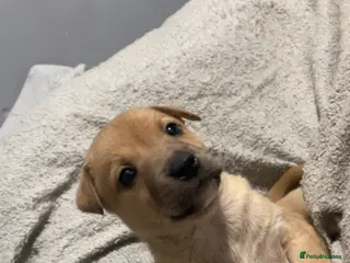 Mixed Breed dogs Rottweiler x husky puppies - Advert 9