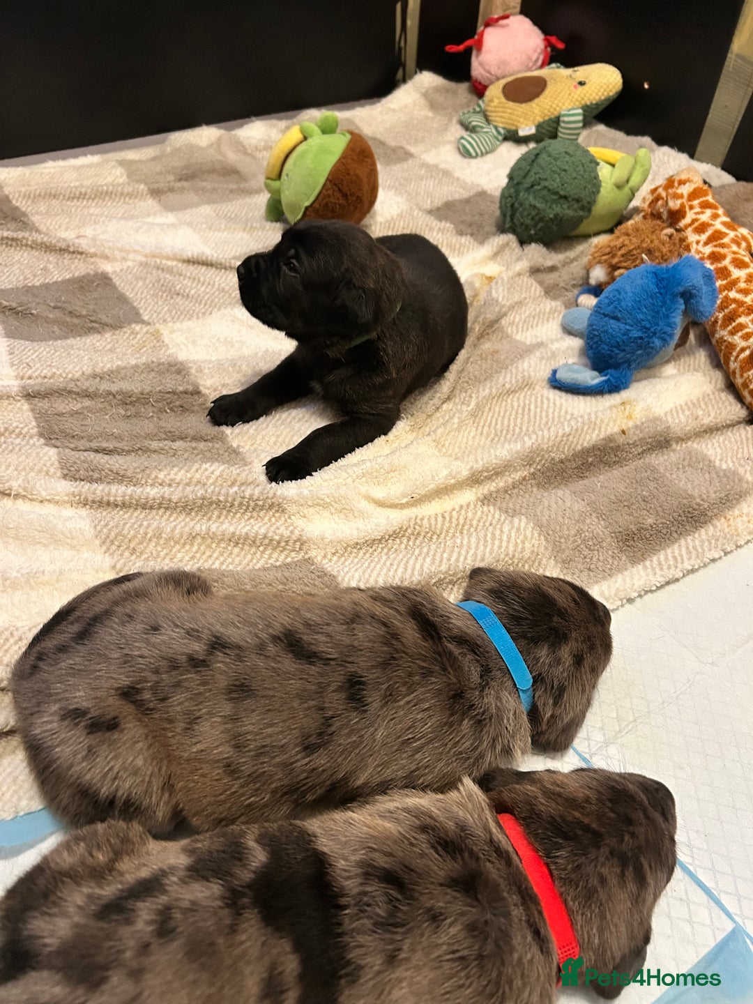 Mixed Breed dogs for sale: Rottie Corso for sale  - Image 14
