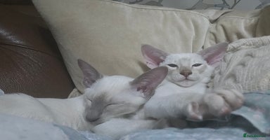 Siamese cats - Advert 12