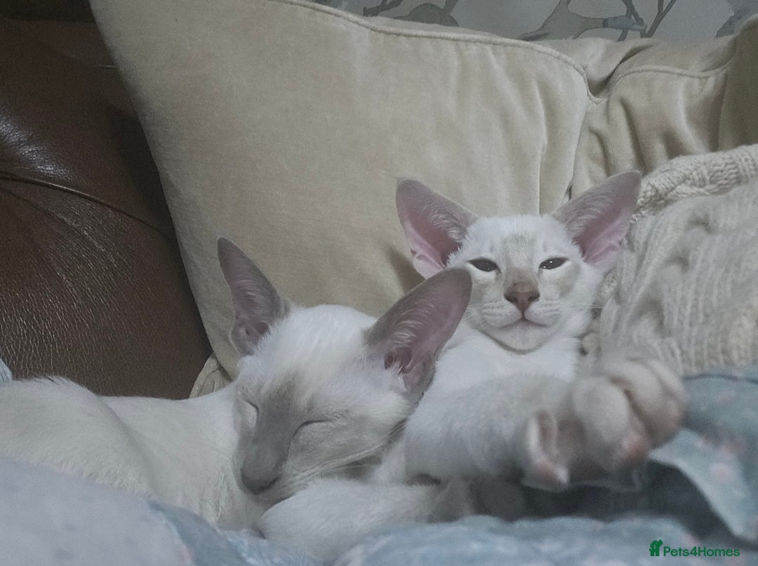 Siamese cats for sale: New lap needed for two GCCF male siamese kittens - Image 5