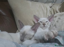 Siamese cats - Advert 3