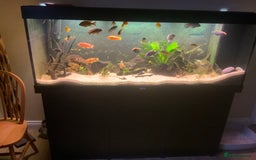 Cichlids fish for sale: Assorted Malawi Cichlids - Image 2