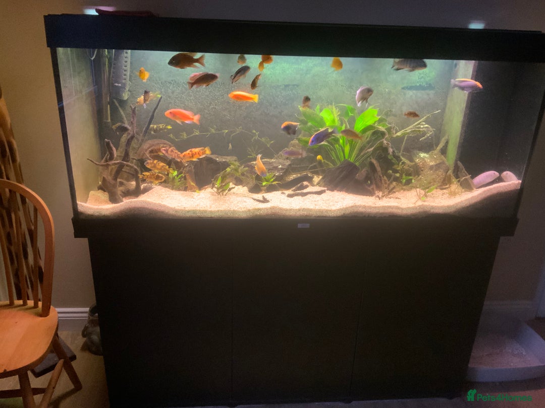 Cichlids fish for sale: Assorted Malawi Cichlids - Image 2
