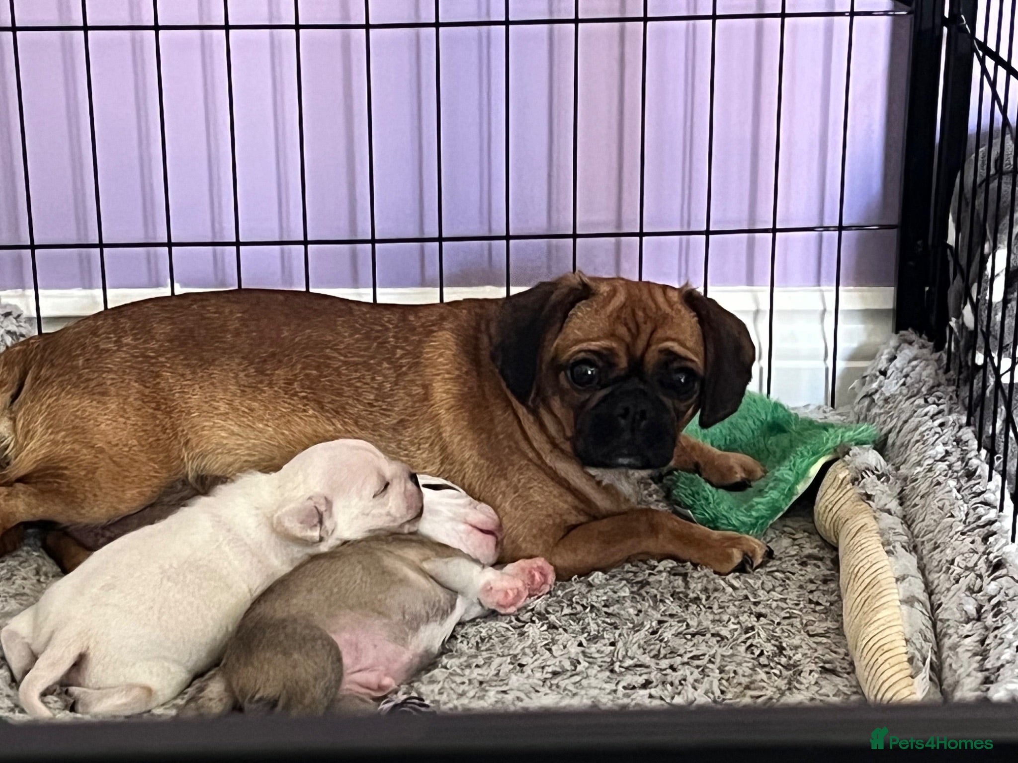 Mixed Breed dogs Pug cross puppies - Advert 1