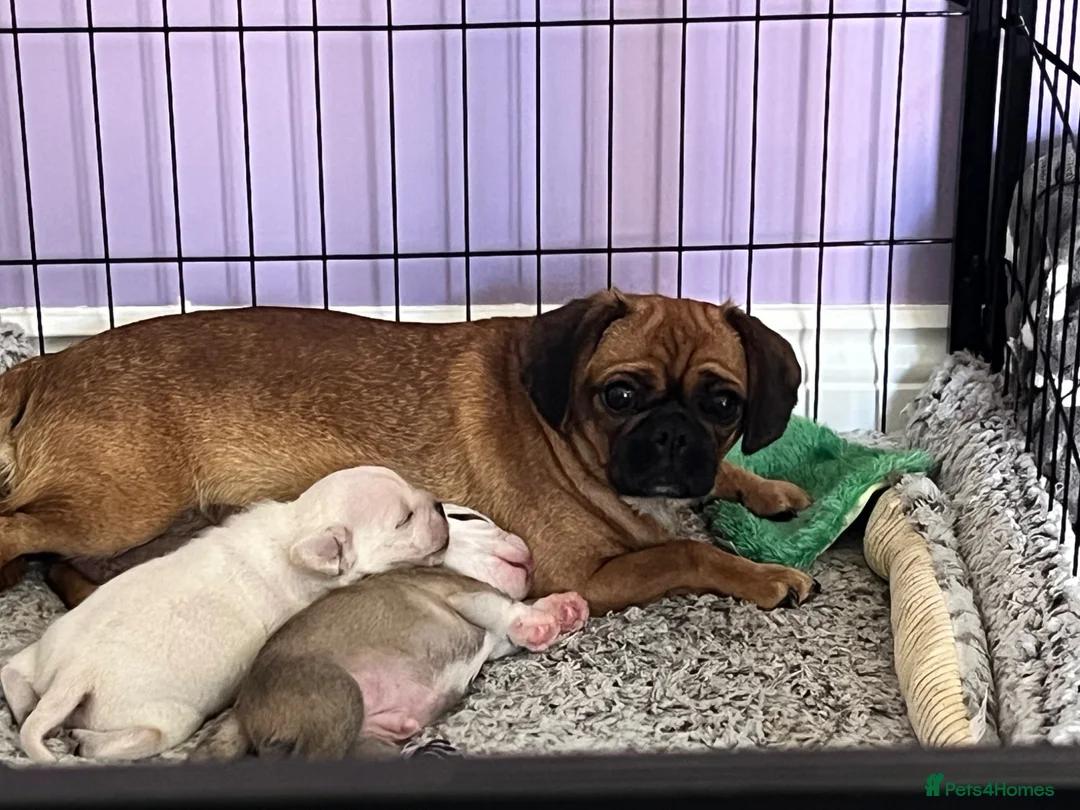 Mixed Breed dogs for sale: Pug cross puppies - Advert 1