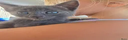 Domestic Shorthair cats for sale: 🐾 7 Adorable Kittens Looking for Loving Homes 🐾 - Advert 10