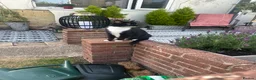 Mixed Breed cats for sale: 3 beautiful kittens for sale  - Advert 2