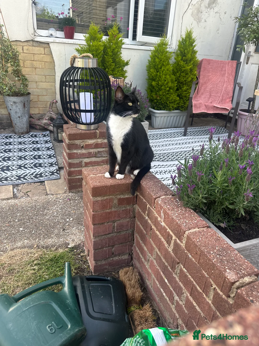 Mixed Breed cats for sale: 3 beautiful kittens for sale  - Advert 2