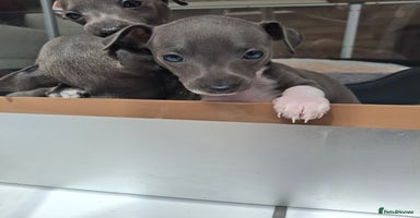 Italian Greyhound dogs - Advert 3