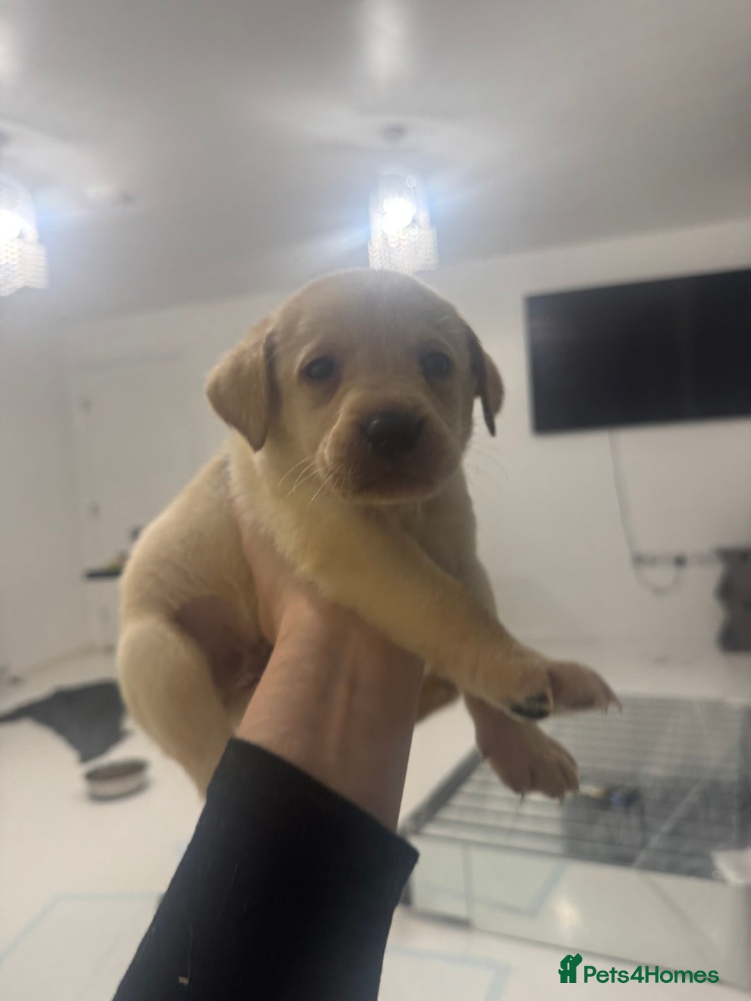 Labrador Retriever dogs for sale: Full breed Labrador retriever puppy’s  - Image 10