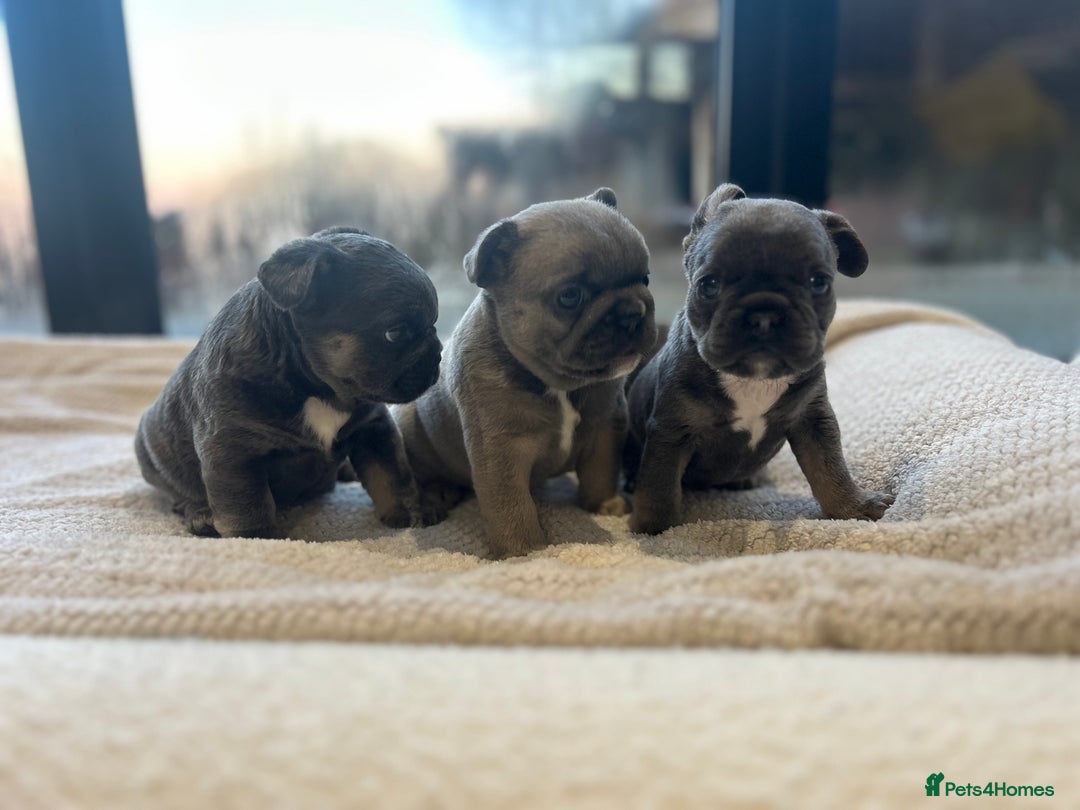 French Bulldog dogs for sale: French bulldog pups  - Advert 6