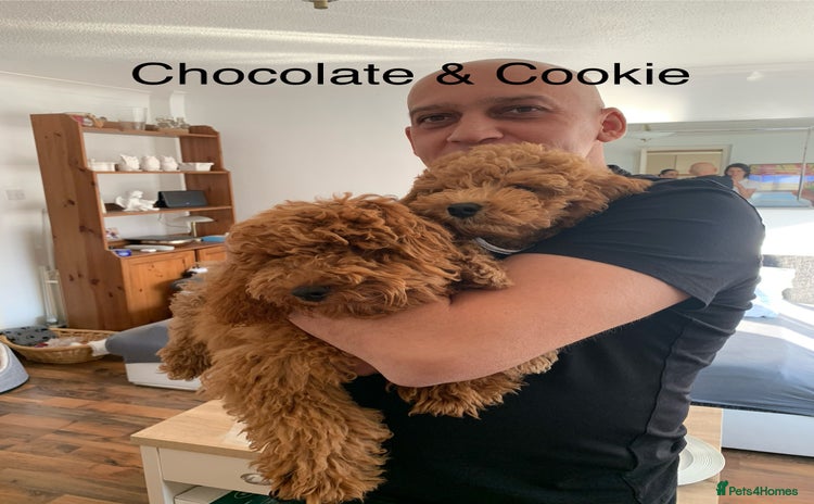 Cockapoo dogs - Advert 13